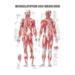 Mini-Poster Menschliches Muskelsystem, LxB 34x24 cm