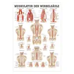 Mini-Poster Muskulatur der Wirbelsule, LxB 34x24 cm