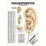 Abbildung zeigt Mini-Poster Ohrakupunktur, LxB 34x24 cm