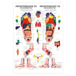 Produktbild: Mini-Poster Reflexzonen Fuss, LxB 34x24 cm