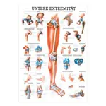 Mini-Poster Untere Extremität, LxB 34x24 cm