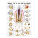 Mini-Poster Zähne und Kiefergelenk, LxB 34x24 cm