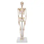 Produktbild: Mini-Skelett inkl. Stativ, 65 cm