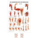 Poster Armmuskulatur, LxB 70x50 cm