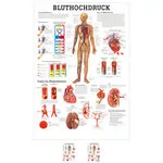 Poster Bluthochdruck, LxB 70x50 cm