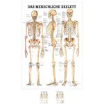 Poster Das menschliche Skelett, LxB 70x50 cm