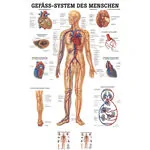 Poster Gefäßsystem, LxB 70x50 cm