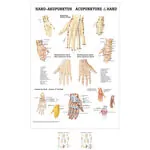 Produktbild: Poster Hand-Akupunktur, LxB 70x50 cm