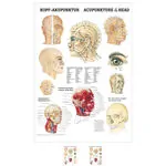 Produktbild: Poster Kopf-Akupunktur, LxB 70x50 cm