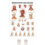 Poster Muskulatur des Halses, LxB 70x50 cm