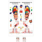 Produktbild: Poster Reflexzonen Fuss, LxB 70x50 cm