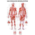 Poster Weibliches Muskelsystem, LxB 70x50 cm