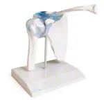 Abbildung zeigt Schultergelenk, LxBxH 17x17x23 cm
