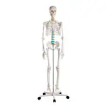 Produktbild: Skelett Standard inkl. Stativ, 178 cm