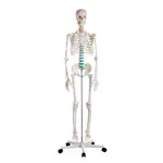 Skelett Standard inkl. Stativ, 180 cm