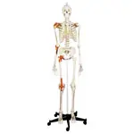Skelett Super mit Gelenkbndern inkl. Stativ, 180 cm