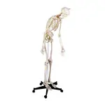 Skelett inkl. Stativ, 180 cm, flexibel