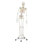 Abbildung zeigt Skelett inkl. Stativ, 180 cm, flexibel