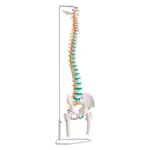 Produktbild: Wirbels�ule inkl. Stativ, 85 cm
