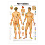 Akupressur Lehrtafel Anatomie 100x70 cm medizinische Lehrmittel<br> Nicht Laminiert