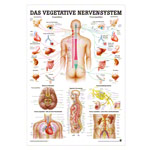 Vegetatives Nervensystem Lehrtafel Anatomie 100x70 cm medizinische Lehrmittel<br> Nicht Laminiert