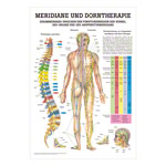 Meridiane u. Dorn Lehrtafel Anatomie 100x70 cm medizinische Lehrmittel<br> Nicht Laminiert