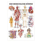 Der menschliche Körper Lehrtafel Anatomie 100x70 cm medizinische Lehrmittel<br> Nicht Laminiert