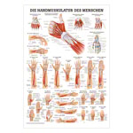 Handmuskulatur Poster Anatomie 70x50 cm medizinische Lehrmittel<br> Nicht Laminiert