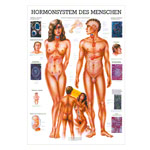 Das Hormonsystem Lehrtafel Anatomie 100x70 cm medizinische Lehrmittel<br> Nicht Laminiert