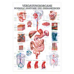 Verdauungsorgane Lehrtafel Anatomie 100x70 cm medizinische Lehrmittel<br> Nicht Laminiert