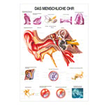Das Ohr Lehrtafel Anatomie 100x70 cm medizinische Lehrmittel<br> Nicht Laminiert