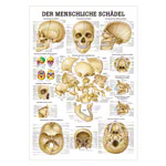 Schädel und Schädelknochen Lehrtafel Anatomie 100x70 cm medizinische Lehrmittel<br> Nicht Laminiert