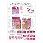 Haut-Haare-Nägel Lehrtafel Anatomie 100x70 cm medizinische Lehrmittel<br> Nicht Laminiert