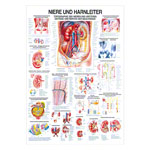 Niere und Harnleiter Lehrtafel Anatomie 100x70 cm medizinische Lehrmittel<br> Nicht Laminiert