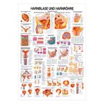 Hanrblase und Harnröhre Lehrtafel Anatomie 100x70 cm medizinische Lehrmittel<br> Nicht Laminiert
