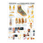 Der Fuß Lehrtafel Anatomie 100x70 cm medizinische Lehrmittel<br> Nicht Laminiert