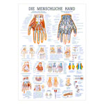 Die Hand Lehrtafel Anatomie 100x70 cm medizinische Lehrmittel<br> Nicht Laminiert