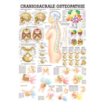 Craniosacrale Osteopathie Lehrtafel Anatomie 100x70 cm medizinische Lehrmittel<br> Nicht Laminiert