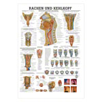 Rachen und Kehlkopf Lehrtafel Anatomie 100x70 cm medizinische Lehrmittel<br> Nicht Laminiert