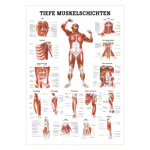 Tiefe Muskelschichten-Brust Lehrtafel Anatomie 100x70 cm medizinische Lehrmittel<br> Nicht Laminiert