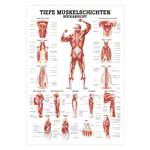 Tiefe Muskelschichten-Rücken Lehrtafel Anatomie 100x70cm medizinische Lehrmittel<br> Nicht Laminiert