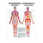 Bindegewebsmassage Poster Anatomie 70x50 cm medizinische Lehrmittel<br> Nicht Laminiert