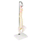 Mini-Wirbelsäule inkl. Stativ<br> Anatomie Modell