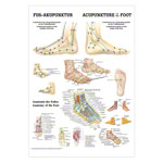 Fuß-Akupunktur Mini-Poster Anatomie 34x24 cm medizinische Lehrmittel<br> Nicht Laminiert