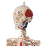 Mini-Skelett mit Muskelbemalung inkl. Stativ, 65 cm_StripHtml