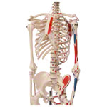 Mini-Skelett mit Muskelbemalung inkl. Stativ, 65 cm