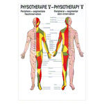Hautinnervation Mini-Poster Anatomie 34x24 cm medizinische Lehrmittel<br> Nicht Laminiert