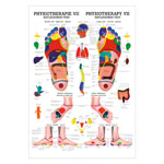 Reflexzonen Fuss Mini-Poster Anatomie 34x24 cm medizinische Lehrmittel<br> Nicht Laminiert