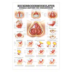 Beckenbodenmuskulatur Mini-Poster Anatomie 34x24 cm medizinische Lehrmittel<br> Nicht Laminiert