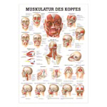 Muskulatur des Kopfes Mini-Poster Anatomie 34x24 cm medizinische Lehrmittel<br> Nicht Laminiert